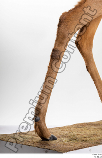 Deer Doe 2 leg 0035.jpg